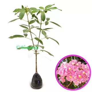 Tanaman Hias Tabebuia Rosea