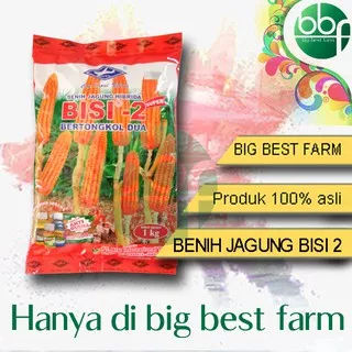 Bibit Jagung Hibrida Bisi 2