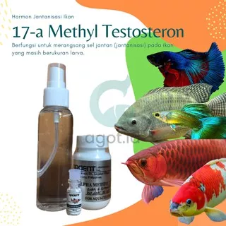 17A metil testosteron hormon jantanisasi ikan 100mg / 17 A MT Testosteron