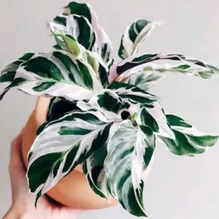 Tanaman hias - Calathea White Fushion