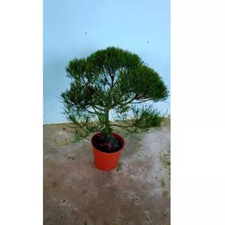 Tanaman Hias Bonsai Cemara Udang