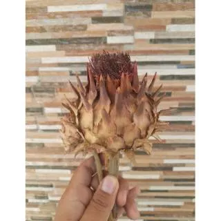 Artichoke Medium (per tangkai)