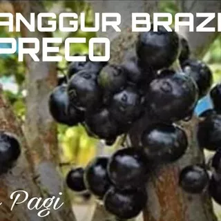 Terlaris Bibit Buah Anggur Brasil / Anggur Batang Jaboticaba Preco Wage