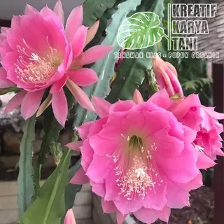 Tanaman hias Wijaya Kusuma bunga pink - Tanaman wijaya kusuma