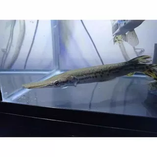 Ikan aligator spatula gar