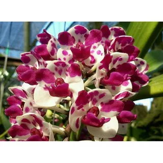 RHYNCHOSTYLIS GIGANTEA, anggrek unik, anggrek langka