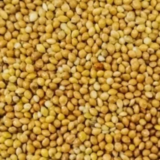 Millet Kuning /Yellow Millet