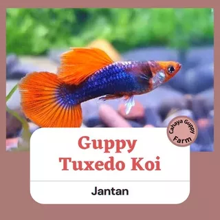 ikan hias guppy Tuxedo Koi Jantan / ikan hias aquarium / ikan hias aquascape / indukan