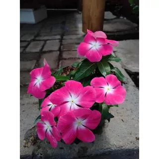 Tanaman Bunga Vinca Pink Putih