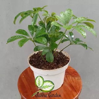 TANAMAN HIAS Walisongo daun hijau (Schefflera arboricola)