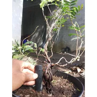 bonsai asem