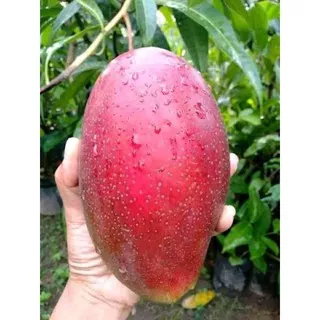 bibit mangga emperor red cepat berbuah