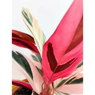 maranta bali/maranta multicolor