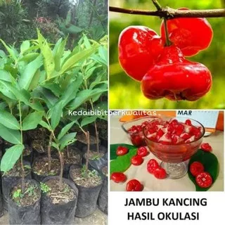 Bibit Jambu Air Kancing Merah Okulasi cepat berbuah