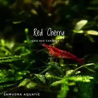 udang hias - red cherry udang hias aquascape aquarium