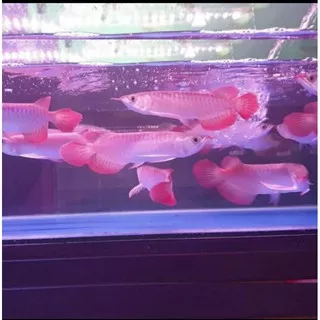 ikan arwana super red 29-30  cm  lengkap semua setifikat/ chip tanam