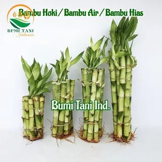Bambu Hoki / Bambu Rejeki / Lucky Bamboo / Bambu Air / Bambu Hias 10Pcs