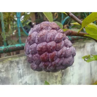 bibit Bibit Tanaman Buah Srikaya Merah 60cm