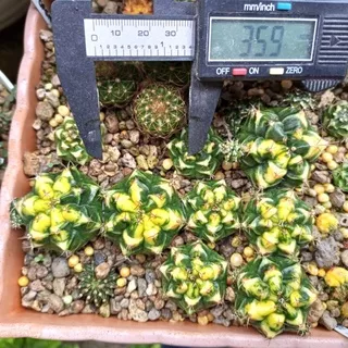 kaktus/kaktus mini/kaktus varigata/gymnocalysium Mihanovichi varigata thai clone/T3 hybrid/yellow/bibit kaktus