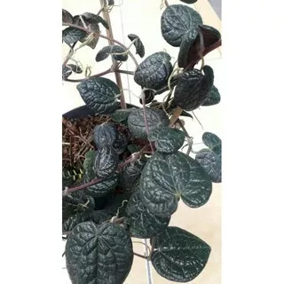 tanaman sirih hitam original