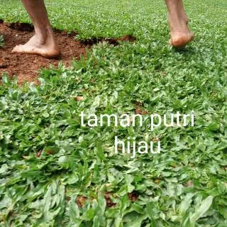 Tukang taman dan rumput harga bersahabat ready stok gajah mini super hijau dan lebat