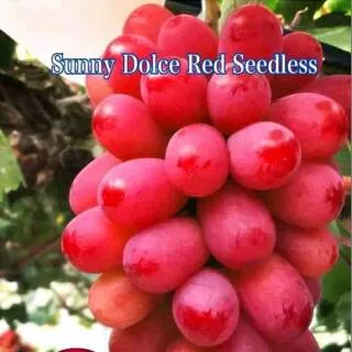 SUNNY DOLCE RED SEEDLES ANGGUR IMPORT (bibit anggur stek/grafting) bibit anggur murah