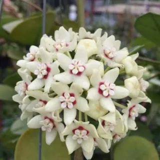 Tanaman Merambat WANGI Bunga Hoya Putih (White Hoya)