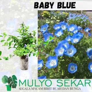 Tanaman Hias Bunga Baby Blue Eyes - Tanaman Nemophila - BUNGA BABY BLUE - Tanaman Hidup