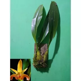 anggrek bulbophyllum lobii sama media papan kayu tinggal cantolin aj