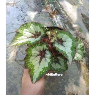 Tanaman Begonia Rex Merry Christmas Hybrid-Tanaman begonia daun hijau silver