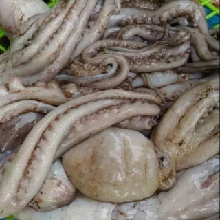 Gurita Octopus Octopust fresh kemasan 10kg frozen Beku darat