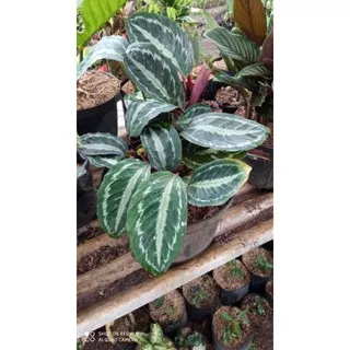 Maranta silver black maranta macan