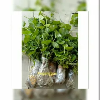 bibit tanaman pegagan/tanaman pegagan segar/tanaman antanan/daun antanan