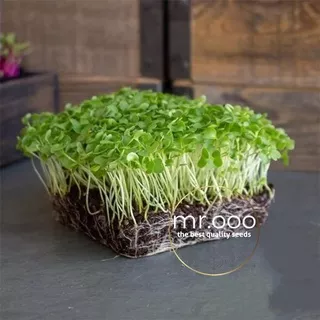 Microgreens Kale - Vates Blue Scoth Curled - 5 Gram (+/- 900 benih) - Repack Benih USA