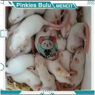 Tikus Putih Mencit Ukuran Pinkies Bulu / Pinkies Baby / Pinkis
