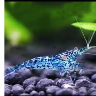 udang hias blue star aquascape udang hias aquascape akuarium