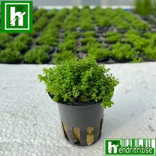 Hemianthus callitrichoides pot “ hc cuba” pot- tanaman aquascape