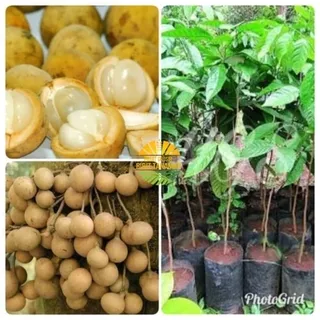 Bibit buah Duku Palembang unggul berkualitas hasil okulasi