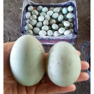 Telur Bebek Fresh Mentah I Per 2 butir