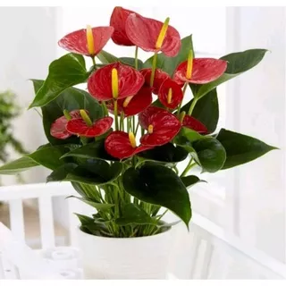 Tanaman hias mickey mouse bibit tanaman hias anthurium mickey mouse-Merah