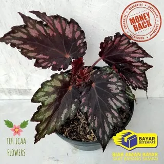 TANAMAN HIAS BEGONIA REX HITAM TANAMAN HIDUP BEGONIA TANAMAN BEGONIA REX TANAMAN HIAS BEGONIA COD