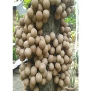 Bibit Buah Kepel // bibit buah kepel