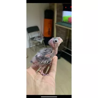 FALK COCKATIEL WHITEFACE ANAKAN LOLOH