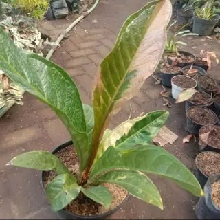 BIBIT Tanaman hias anthurium hookeri variegata/hokeri varigata(pink)