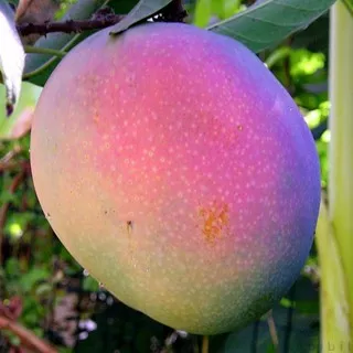 Bibit Tanaman Buah Mangga Emperor