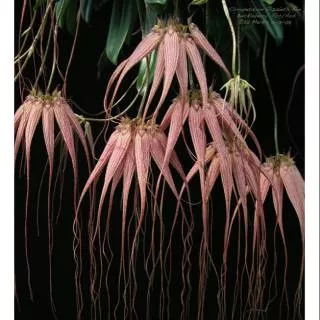 Anggrek bulbophyllum