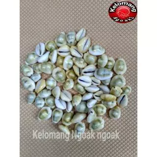 Cangkang Kerang Biji Kopi Hijau/Kuwuk Congklak Hijau