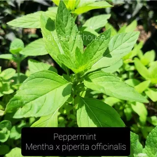 Peppermint - Mentha x piperita `Peppermint`