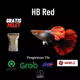 Ikan Guppy Sepasang Hb Red Ikan Guppy Hb Red Sepasang Ikan Guppy Murah Ikan Hias Guppu Hb Red