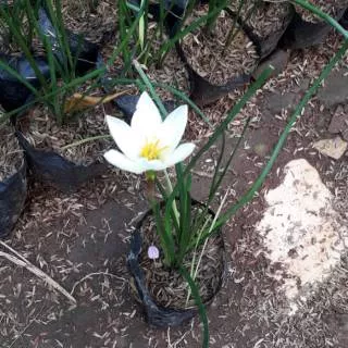 Tanaman Hias Kucai Bunga Putih -  Allium schoenoprasum